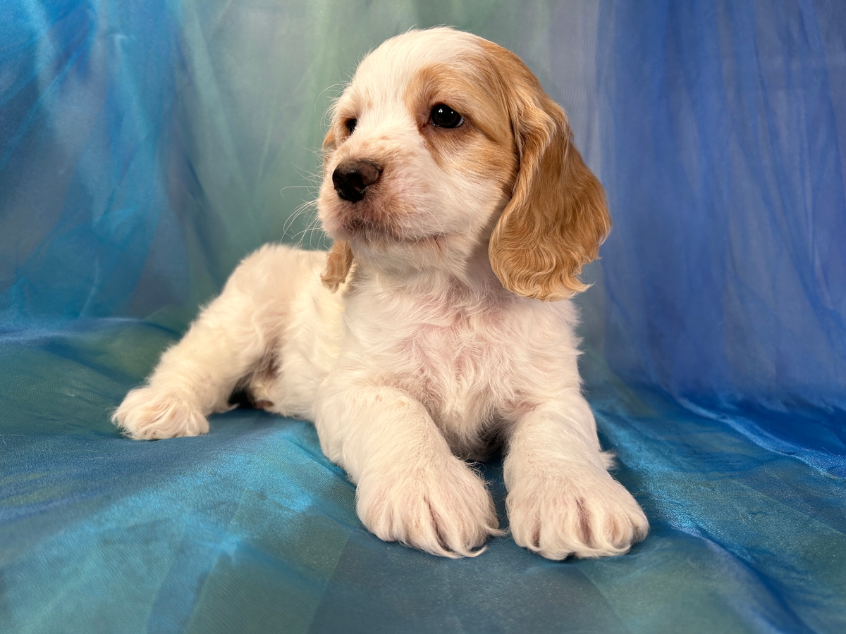 F1 Cockapoo Puppy for Sale DOB 1-22-2024 $1000